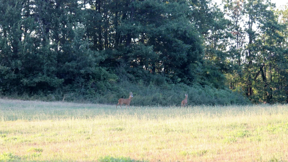 Caccia al Capriolo in Piemonte (3)