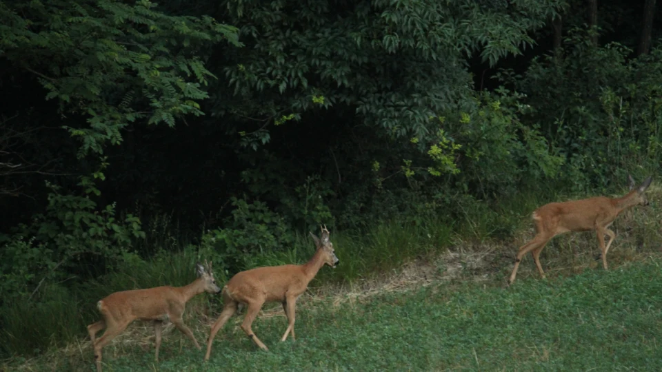 Caccia al Capriolo in Piemonte (6)