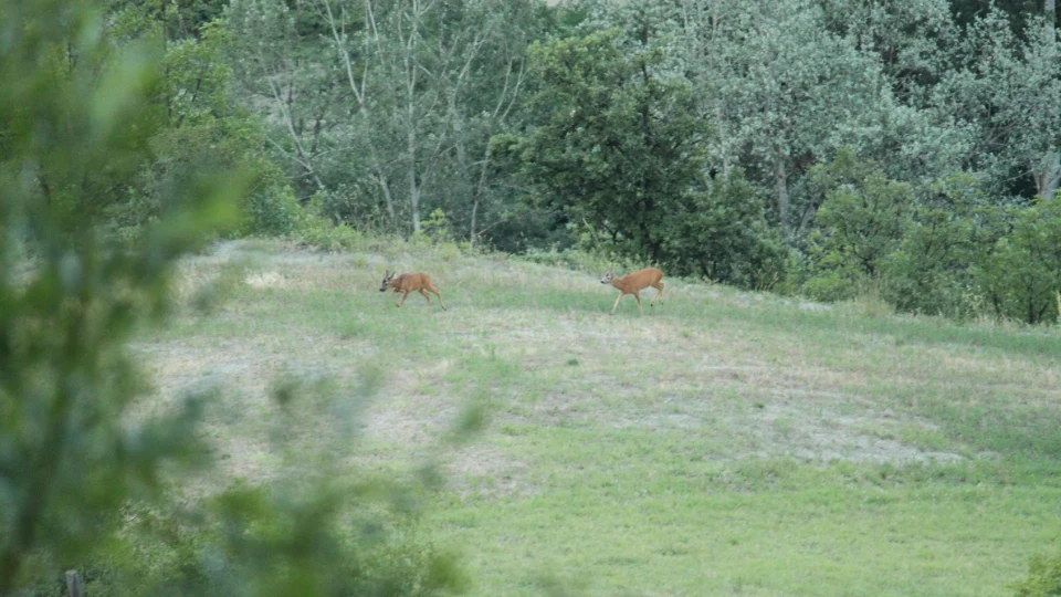 Caccia al Capriolo in Piemonte (2)