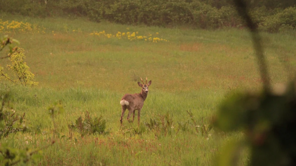 Caccia al Capriolo in Piemonte (4)