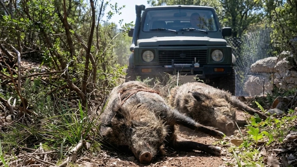 Caccia in Battuta al Cinghiale in Sardegna (4)