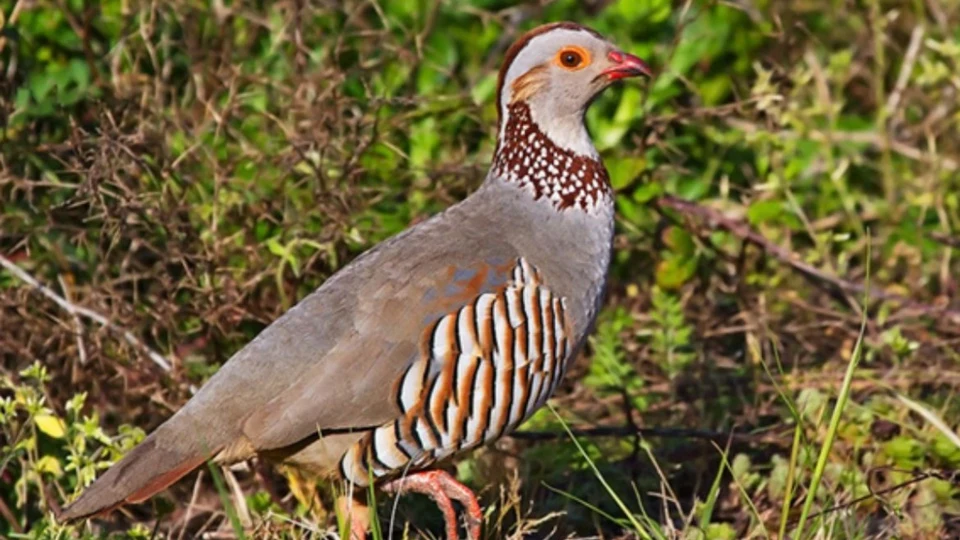 Caccia alla Pernice Sarda