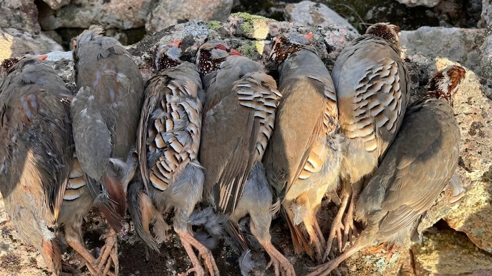 Caccia alla Pernice Sarda (3)