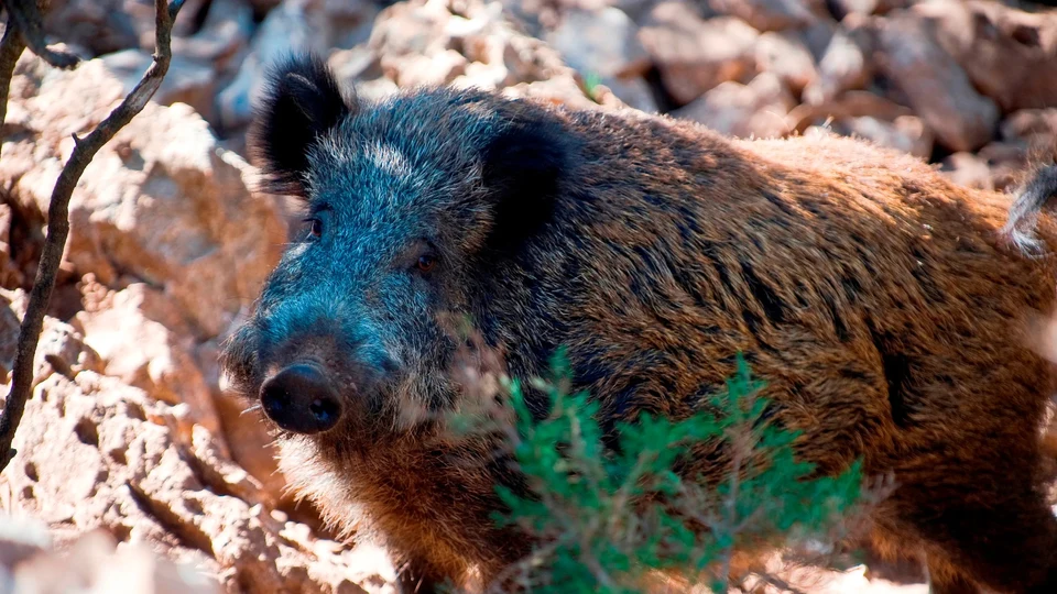 Caccia in Battuta al Cinghiale in Sardegna (2)