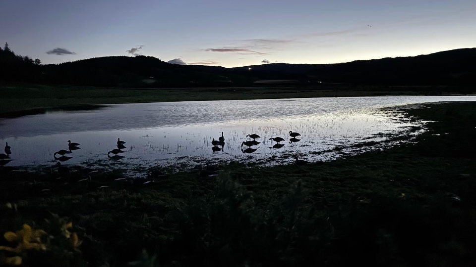 Goose and Duck Hunting in Scotland (6)