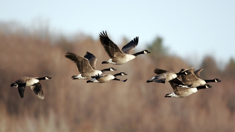 Goose and Duck Hunting in Scotland (2)
