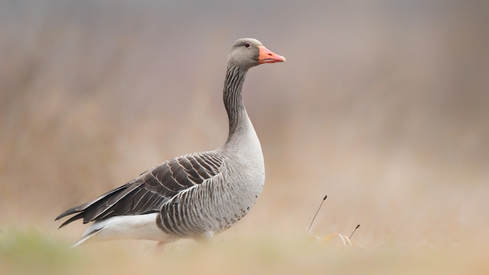 Goose and Duck Hunting in Scotland (5)