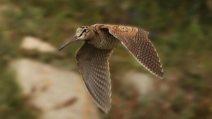 Woodcock Hunting in Morocco