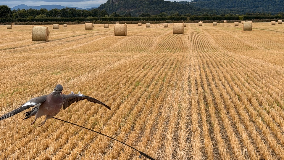 Caccia ai Colombacci in Scozia (7)