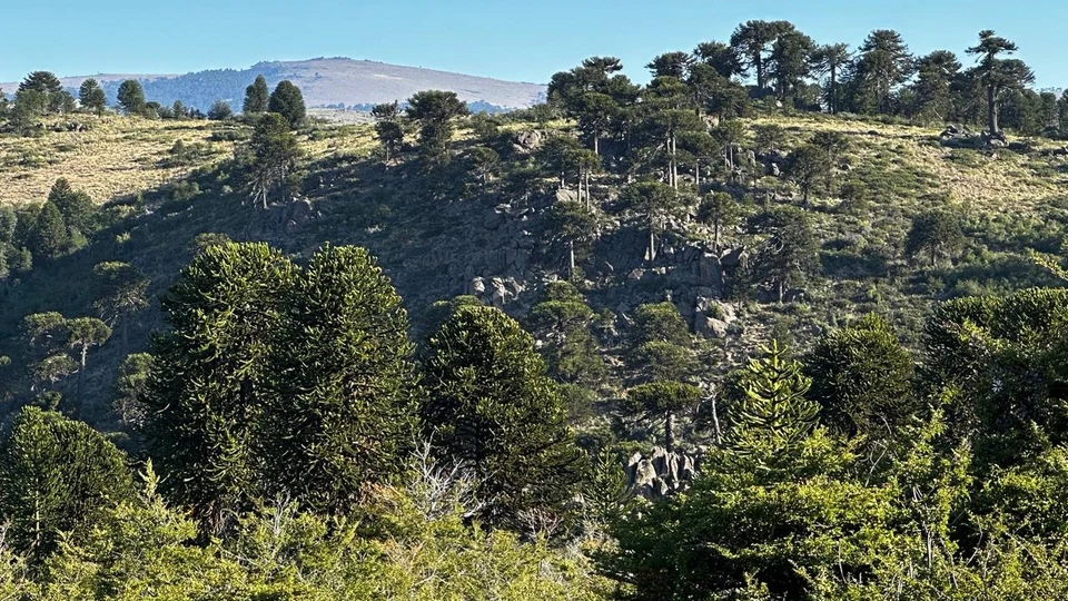 Free-Range Red Stag Hunt in the Patagonian Mountains (3)