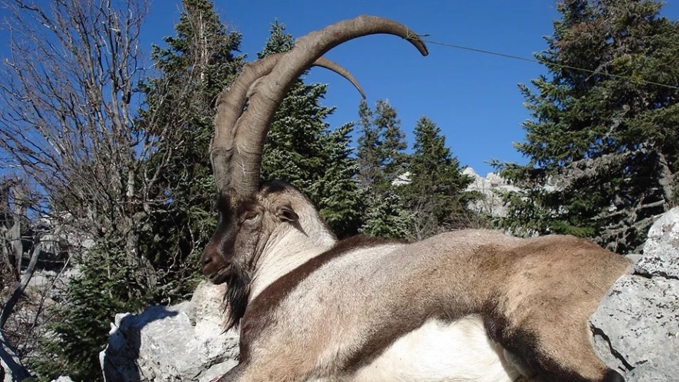 Caccia allo Stambecco del Bezoar in Turchia