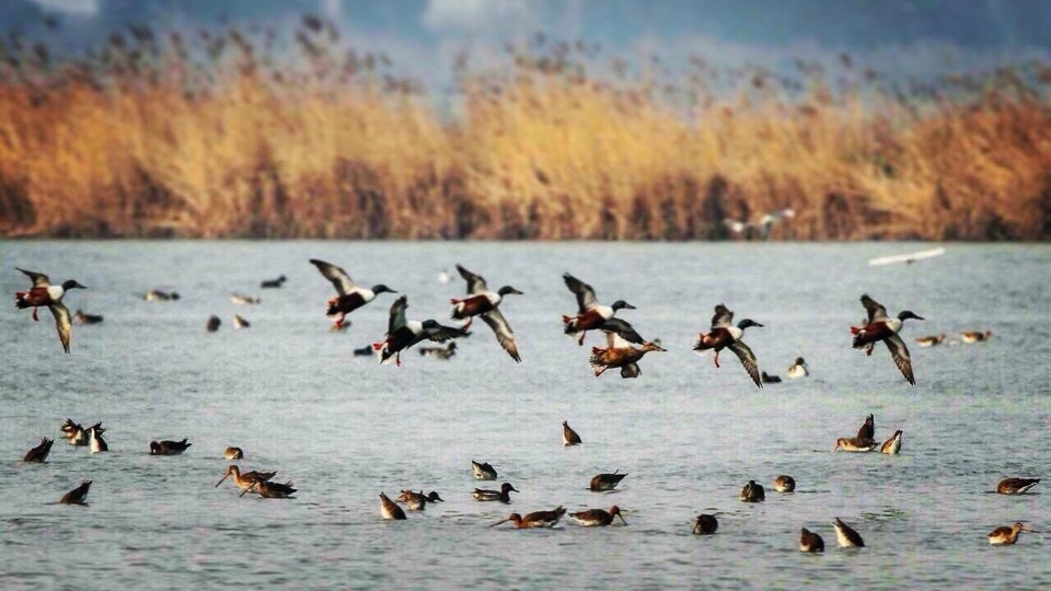 Duck and Goose Hunting in Romania