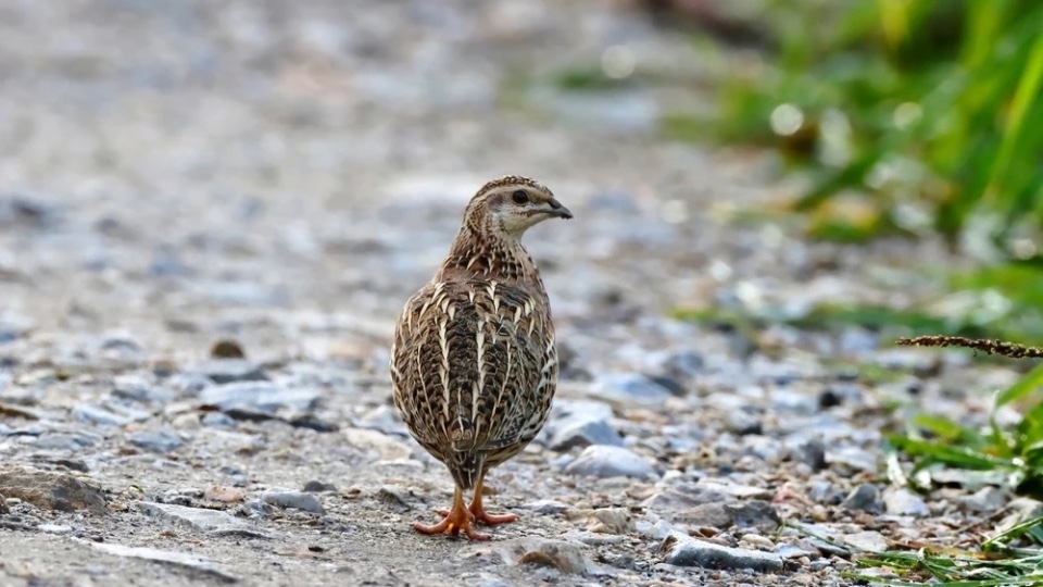 Quail Hunting in Morocco