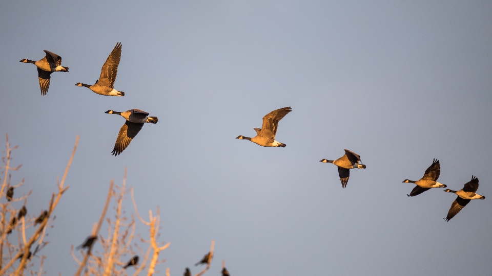 Goose and Duck Hunting in Scotland