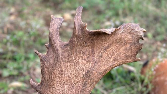 Caccia al Daino in Toscana (3)