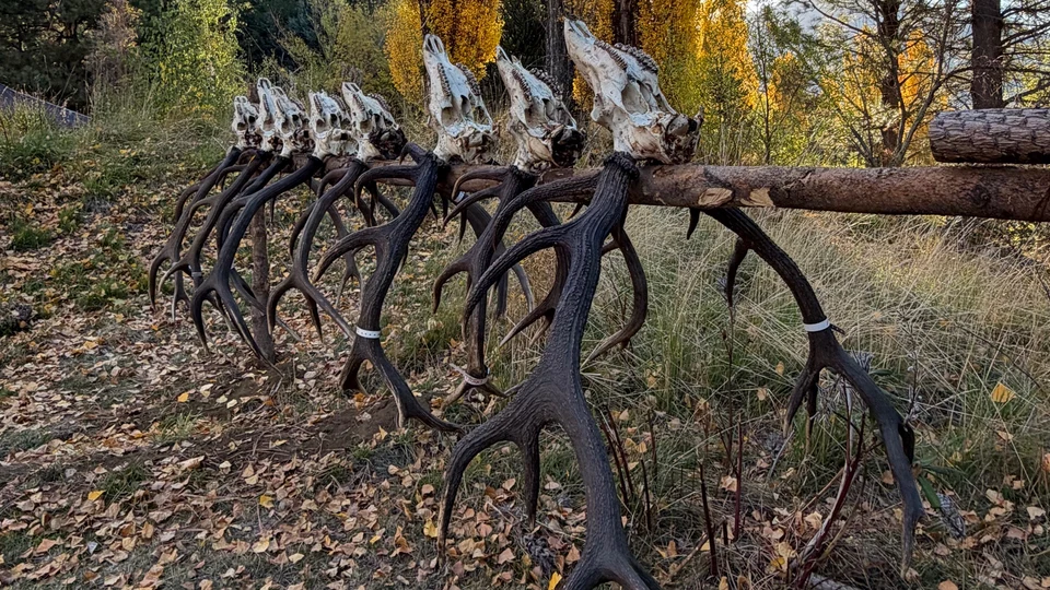 Free-Range Red Stag Hunt in the Patagonian Mountains (2)