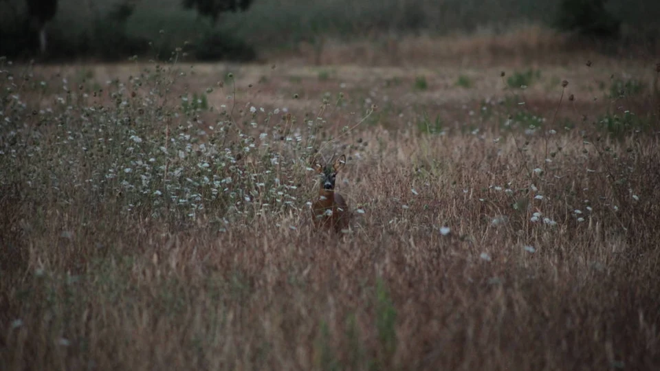 Caccia al Capriolo con l’Arco in Toscana (8)