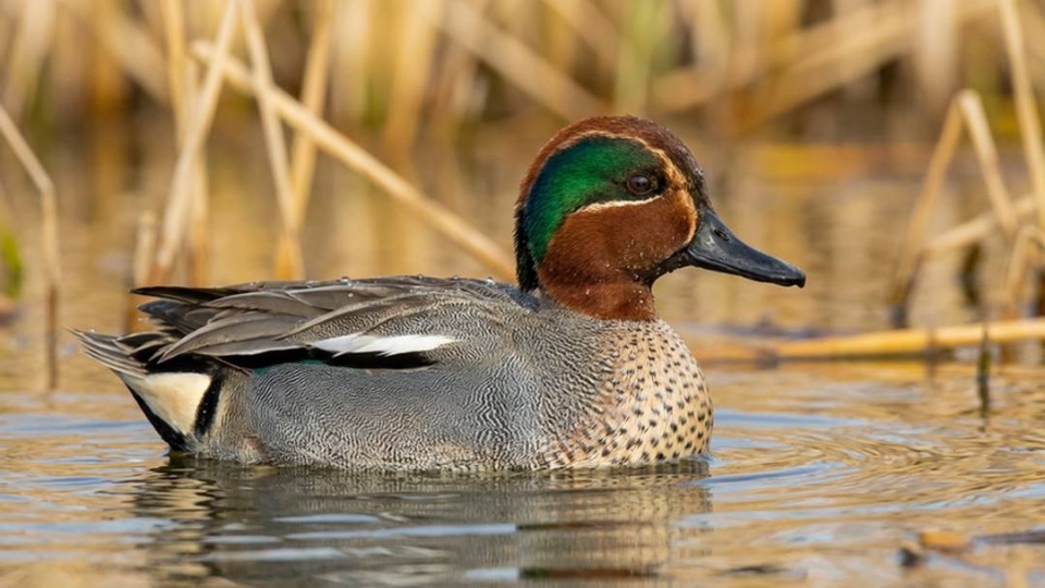 Duck Hunting in Morocco