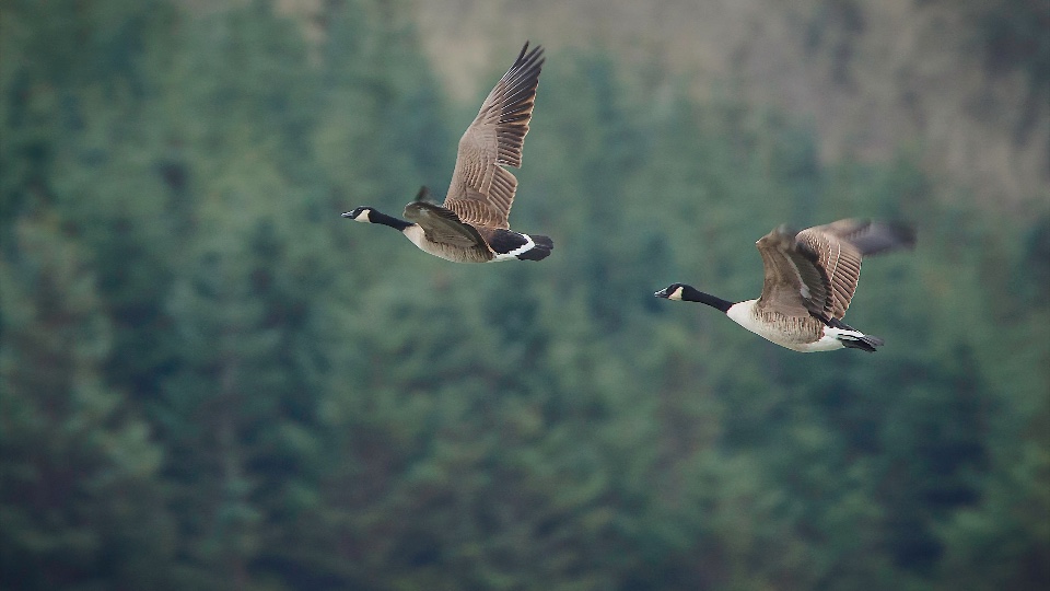 Goose and Duck Hunting in Scotland (4)