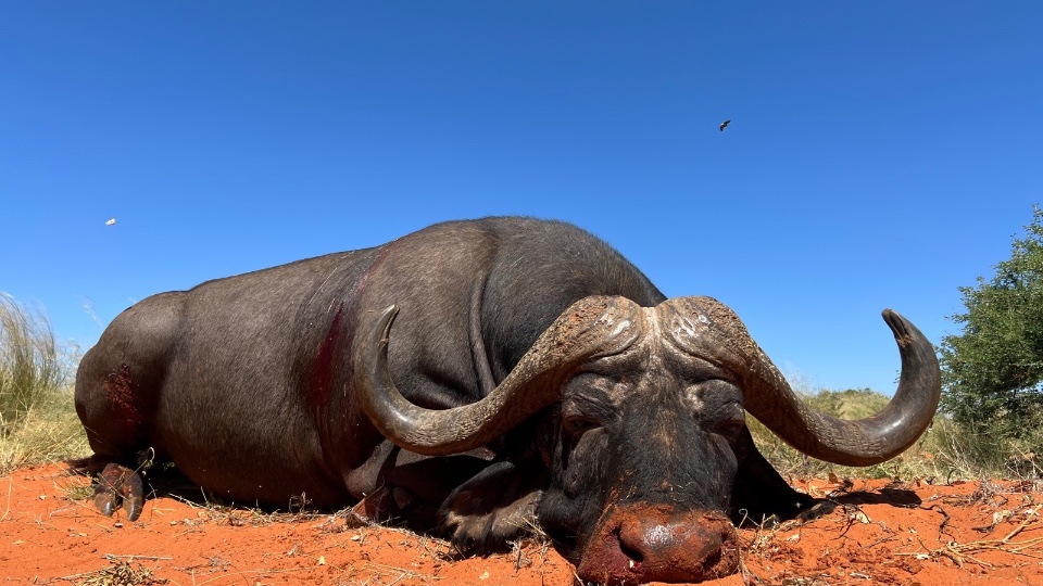 Caccia a 3 Trofei con Bufalo del Capo in Sudafrica (3)