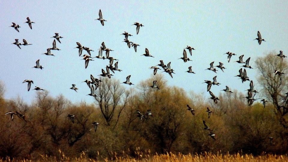 Duck and Goose Hunting in Romania (2)