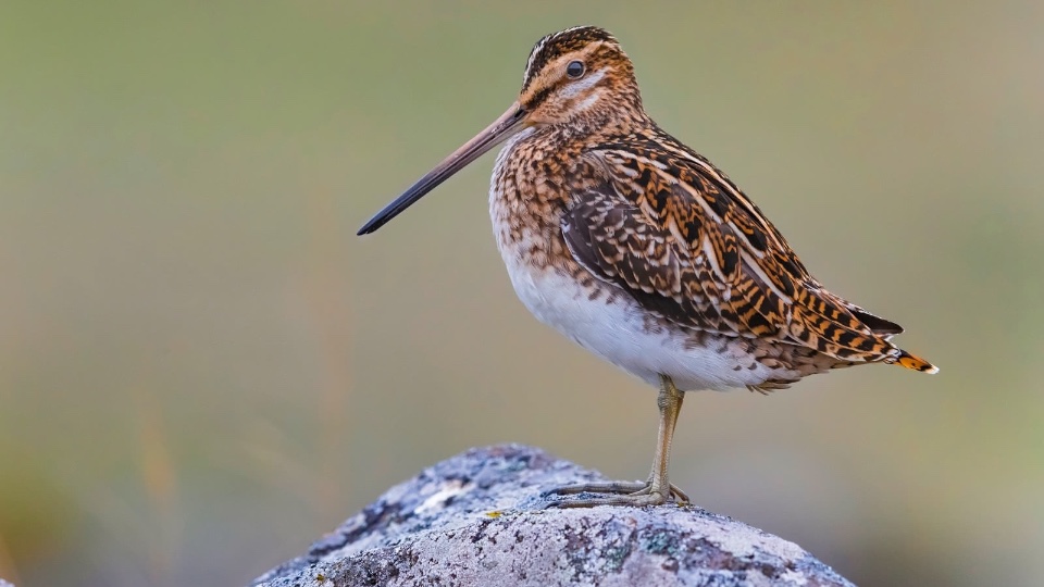 Snipe Hunting in Morocco