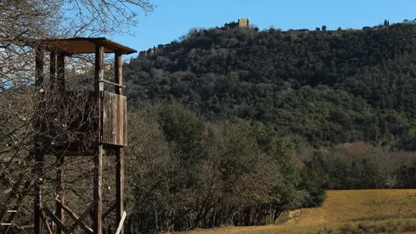 Caccia al Capriolo in Toscana (6)