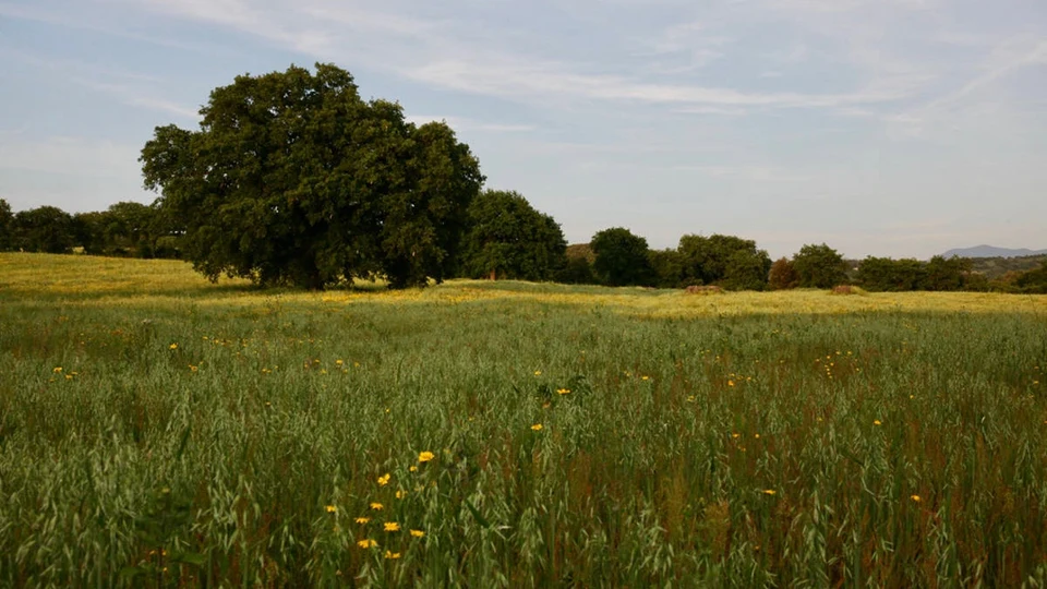 Caccia al Capriolo in Toscana (5)
