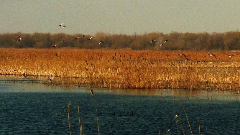 Duck and Goose Hunting in Romania (3)