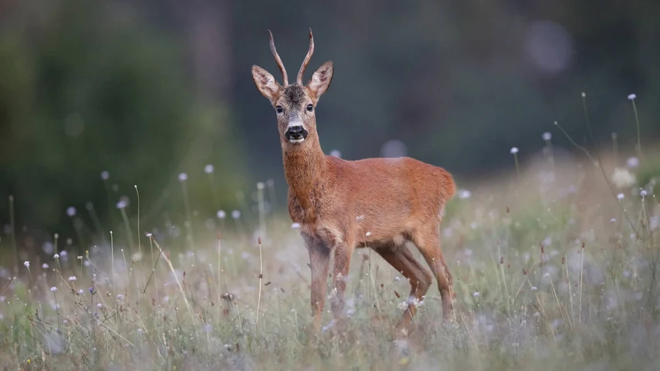 Caccia al Capriolo con l’Arco in Toscana (6)