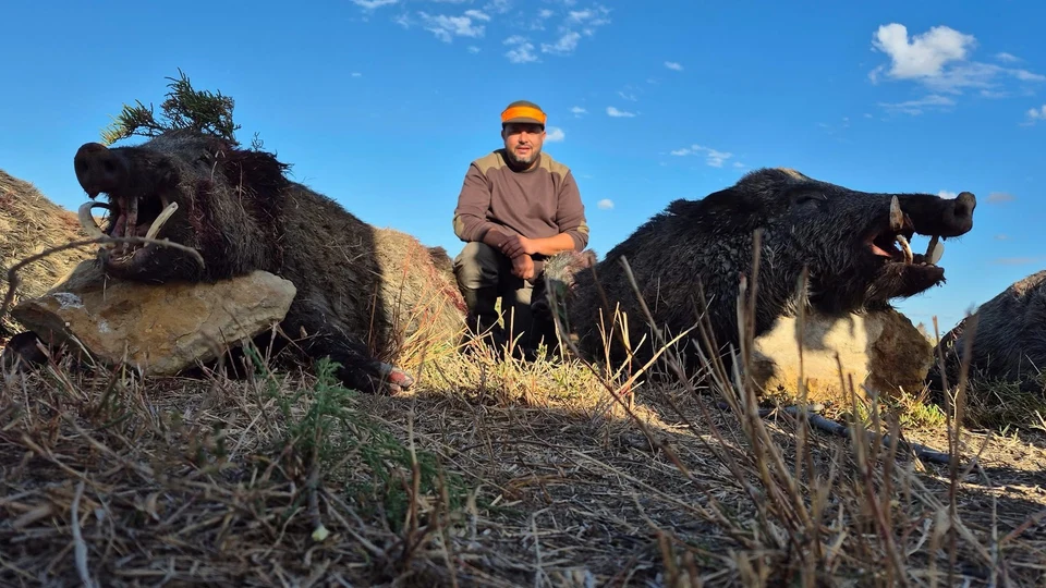Caccia al Cinghiale in Battuta in Tunisia