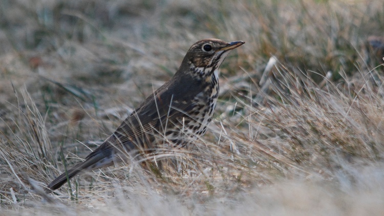 Thrush Hunting in Morocco