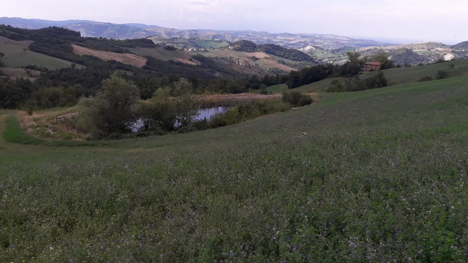 Caccia al Cervo in Emilia-Romagna (5)