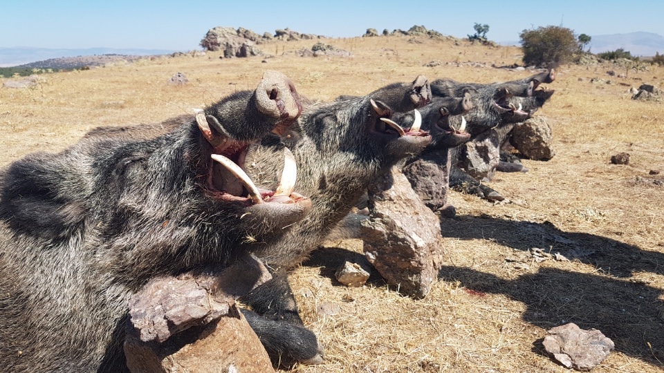 Caccia al Cinghiale alla Cerca in Turchia