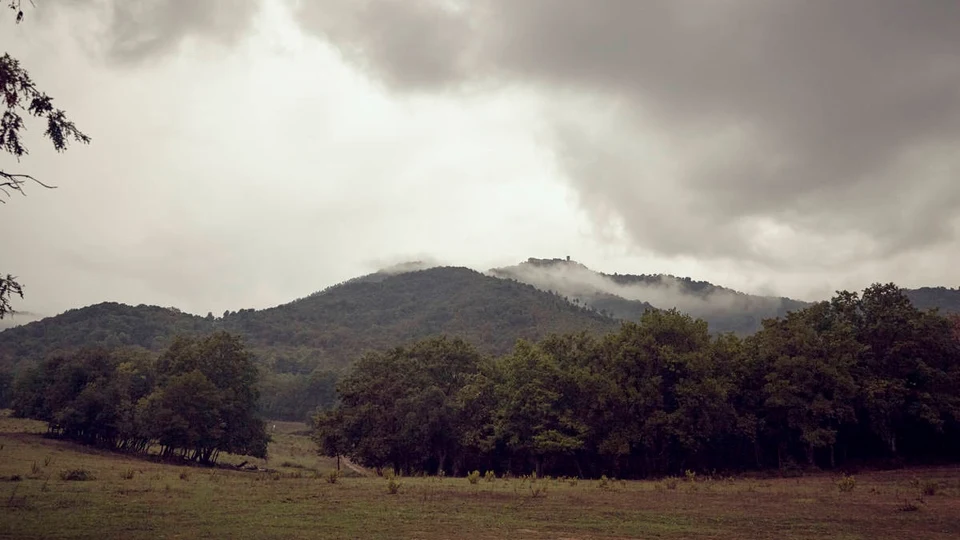 Caccia al Daino in Toscana (5)