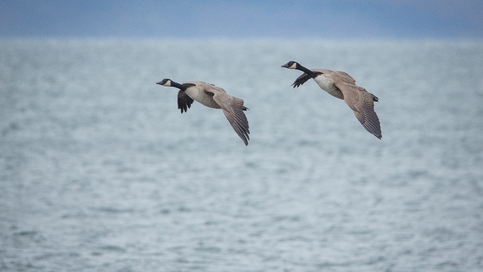 Goose and Duck Hunting in Scotland (3)