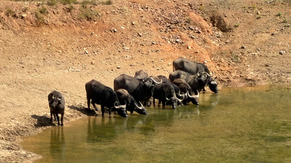 Caccia a 5 Trofei in Sudafrica (3)