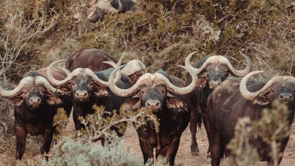 Caccia al Bufalo del Capo in Sudafrica