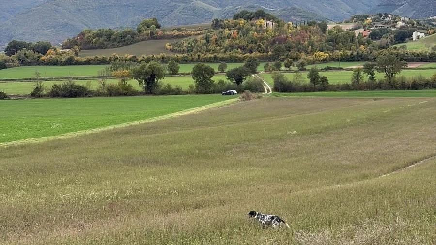 Caccia alla Piccola Selvaggina nelle Marche (4)