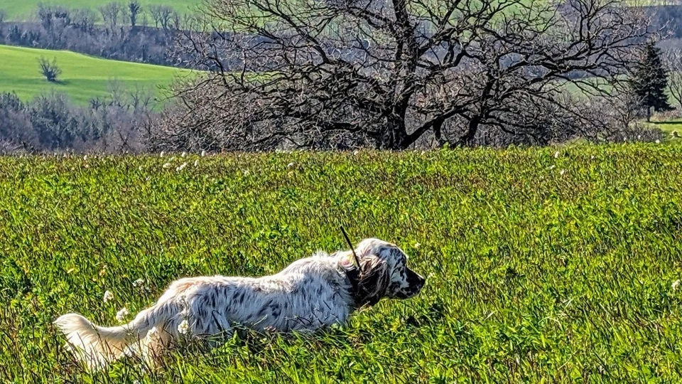 Caccia alla Piccola Selvaggina nelle Marche (2)