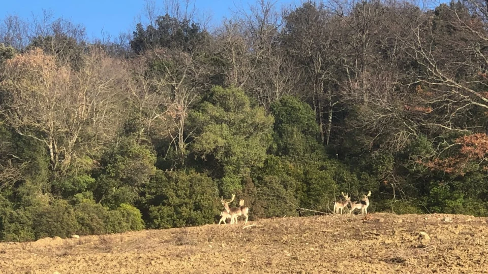 Caccia al Daino in Maremma