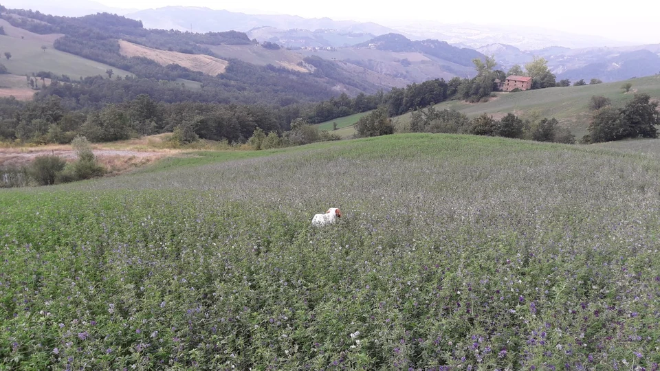 Quota Annuale per la Caccia alla Piccola Selvaggina in Emilia-Romagna (5)