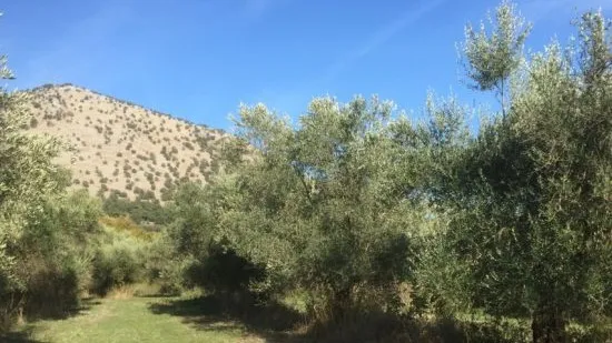 Caccia ai Tordi e ai Merli in Grecia (3)
