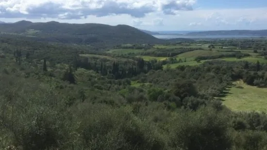 Caccia ai Tordi e ai Merli in Grecia (4)