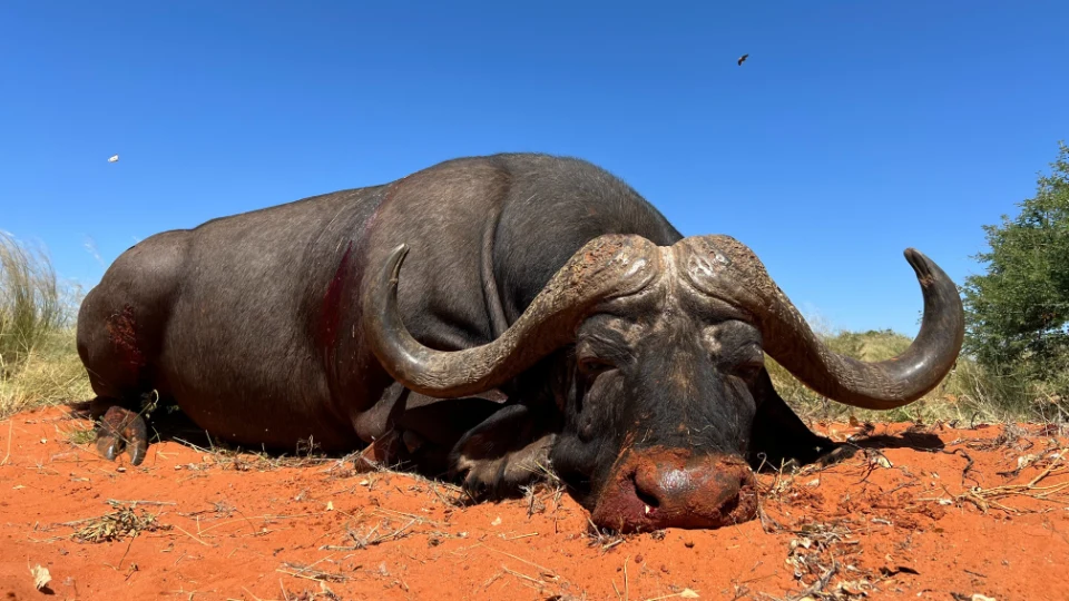 Caccia al Bufalo del Capo in Sudafrica (2)