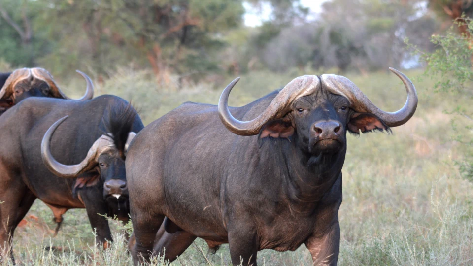 7 Day African Buffalo Hunt