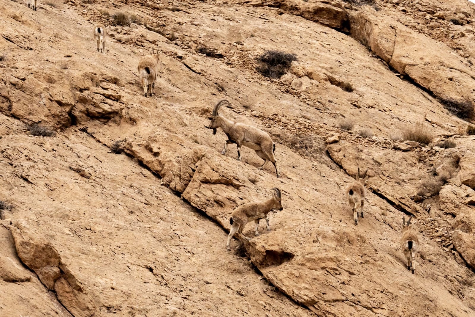 Bezoar Ibex