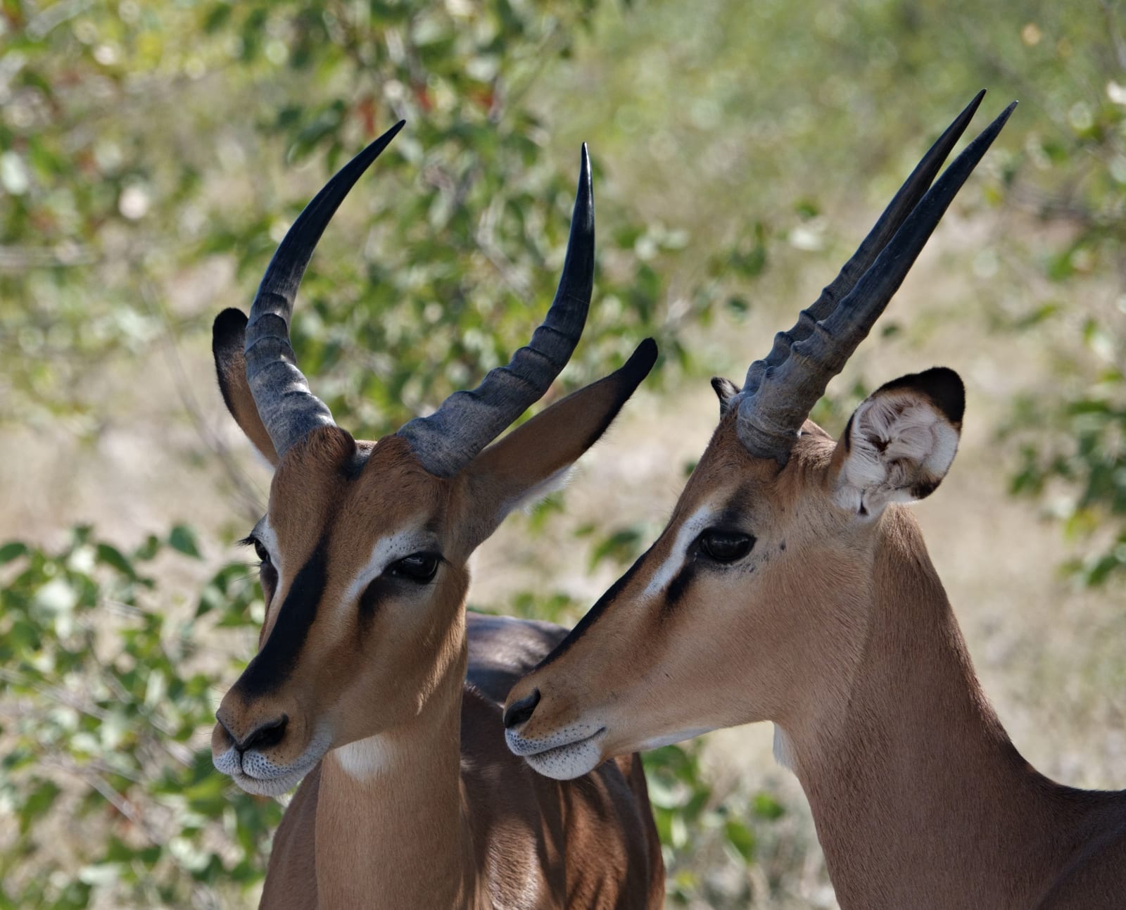 Impala dalla faccia nera