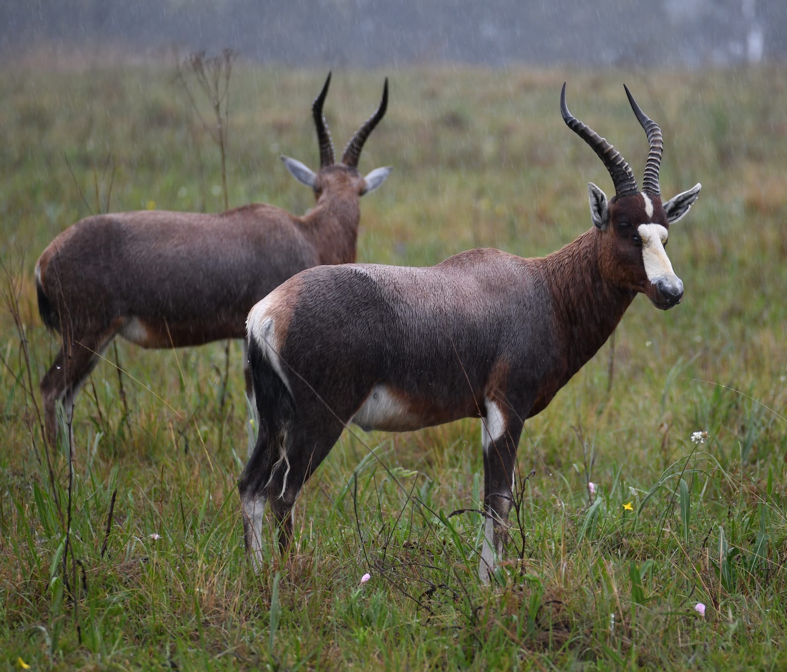 Blesbuck