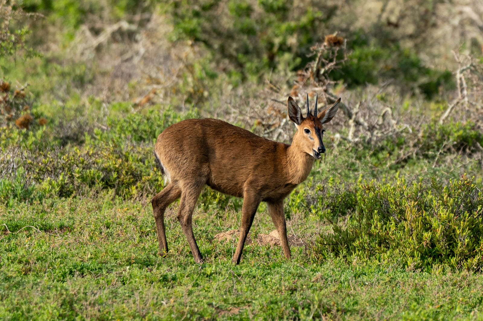 Duiker